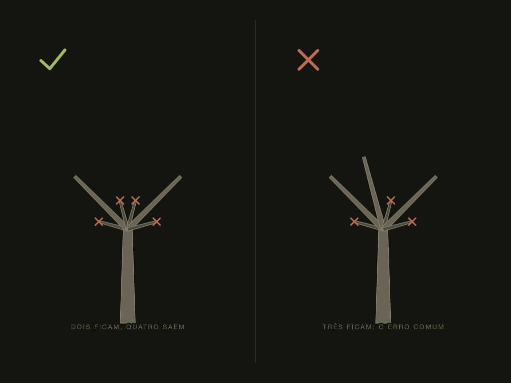Duas silhuetas do mesmo nó com seis brotos: à esquerda (certo), dois ficam e quatro são cortados; à direita (o erro comum), três ficam e três são cortados (esquema)