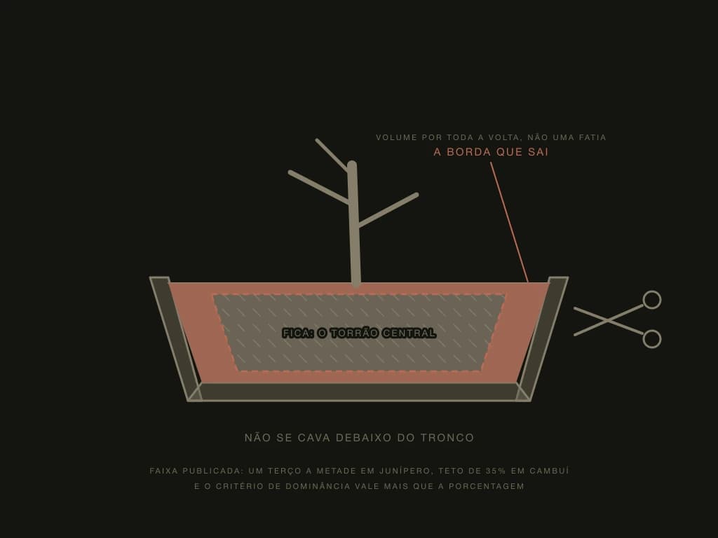 Corte lateral de um vaso com a árvore dentro: o torrão preenche o vaso de parede a parede, e uma casca em volta dele, de espessura parecida por toda a volta, aparece marcada como a parte que sai. O torrão central fica inteiro, com a raiz fina desenhada dentro dele, e o tronco nasce em cima dele. Uma tesoura ao lado. A figura mostra o GESTO do transplante comum; QUANTO se tira varia por espécie e está na legenda, e o caso do material coletado está fora do assunto desta figura (esquema)