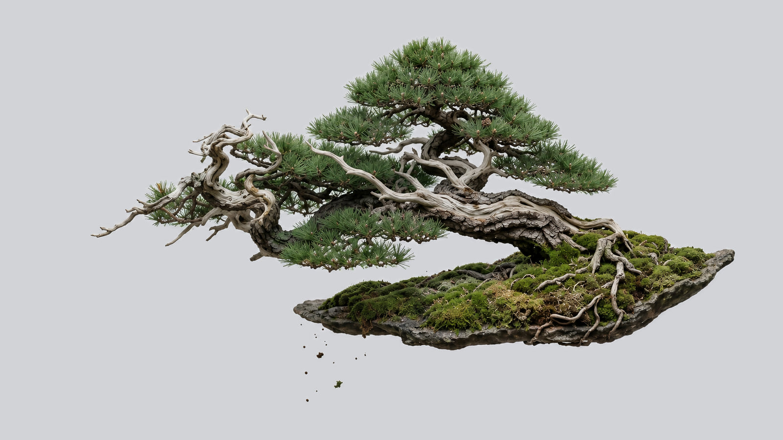 Pinheiro em bonsai sobre uma laje de pedra coberta de musgo, flutuando sobre fundo cinza liso (ilustração gerada por IA)