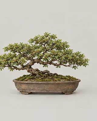 ilustração de bonsai, a árvore ainda não tem foto