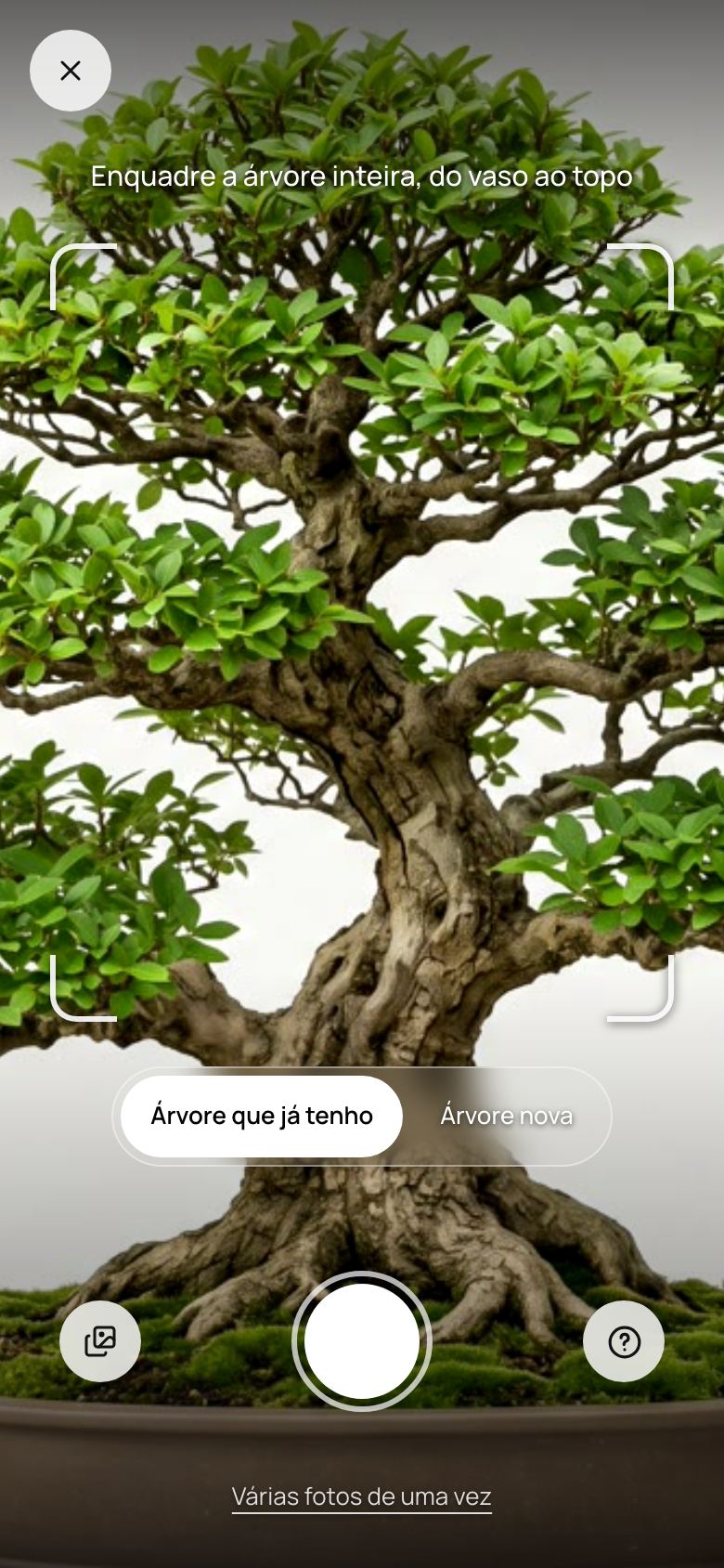 Tela Registrar do Nebari no celular com a câmera aberta, enquadrando a árvore Tortuoso do vaso ao topo
