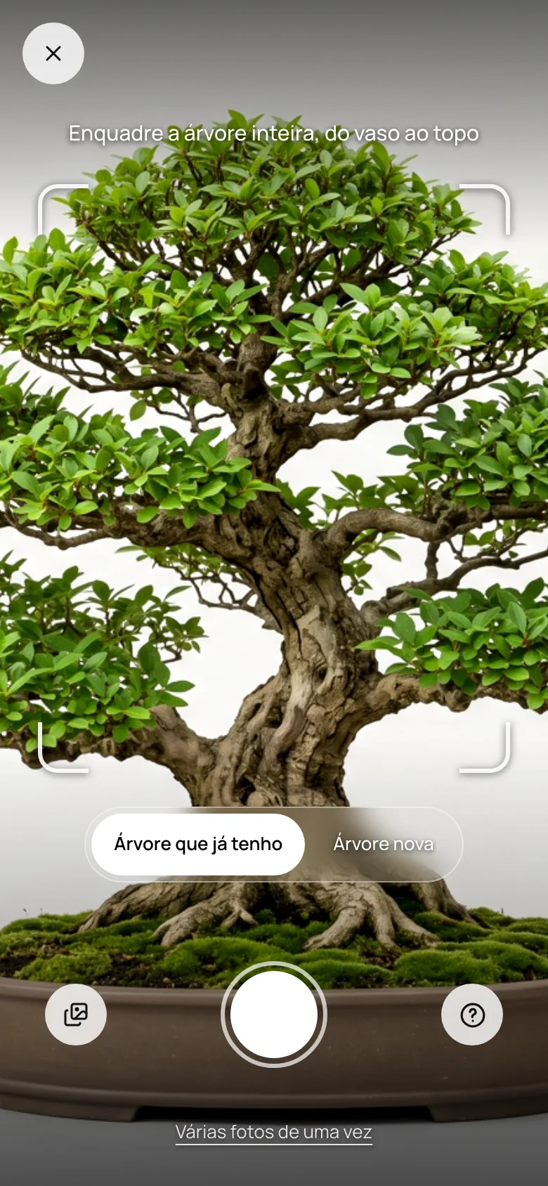 Registrar do Nebari com a câmera aberta, enquadrando um bonsai do vaso ao topo
